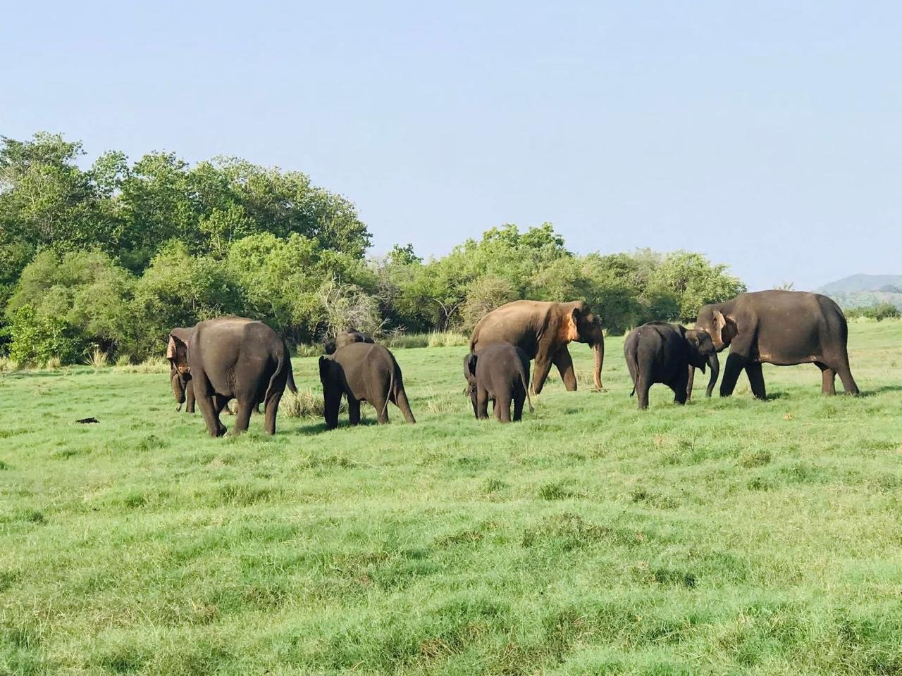 Habarana Jeep Safari Elephant sighting
